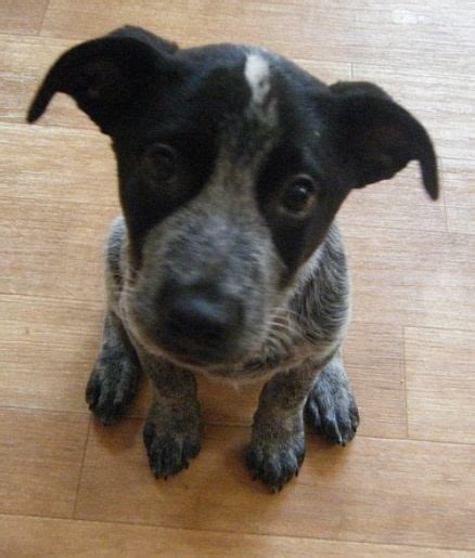 Terrier Blue Heeler Mix Puppies Black And White Yahoo Image Search