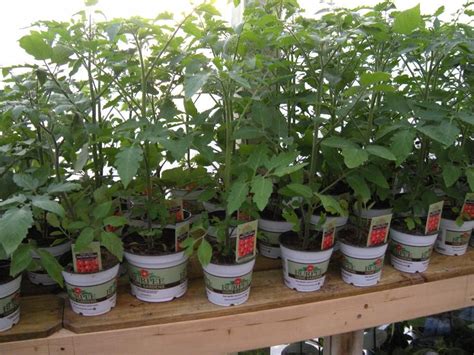 We Love Our Burpee Tomatoes Stop By And Pick Some Up To Grow Your