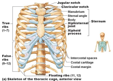 Bone Anatomy Of Ribs Axial Skeleton Rib Cage At Auburn University