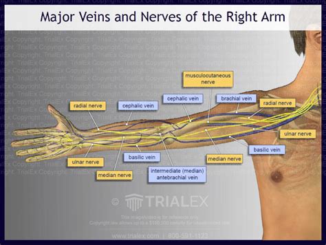 Major Veins And Nerves Of The Right Arm Trialexhibits Inc