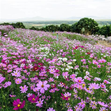 Easy To Grow And Dependable Cosmos Add Brilliant Color Starting In