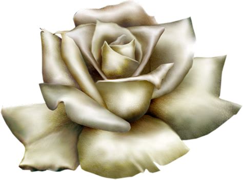 Beautiful White Rose Clipart Rosas Rose Clipart White Roses White
