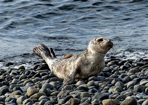 Buzzs Marine Life Of Puget Sound Harbor Seals In The