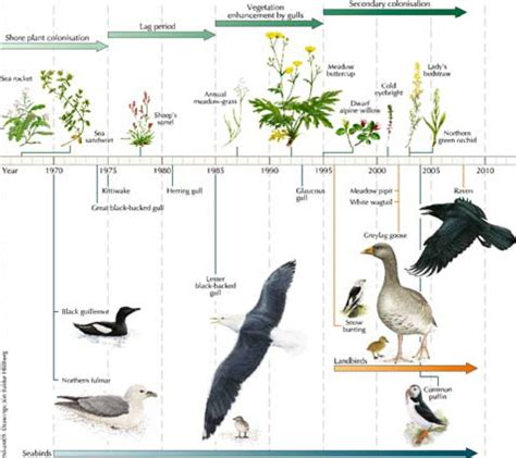 Main Steps In Species Colonisation And Ecosystem Development Of Plant