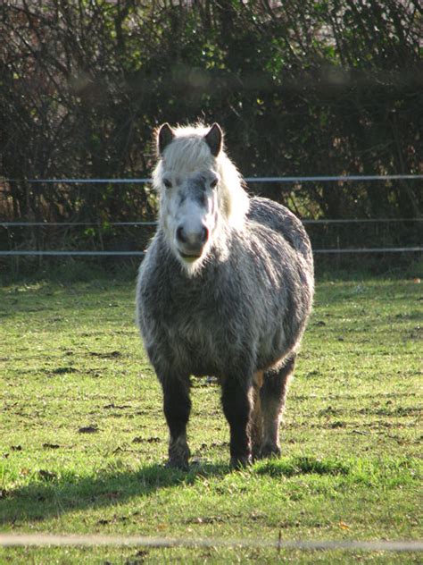 Grey Shetland Pony © Evelyn Simak Cc By Sa20 Geograph Britain And