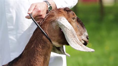 Commercial Goat Farming Goat Breeds Youtube