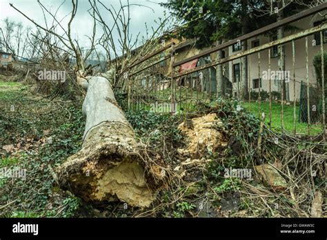 Ash Tree Root Hi Res Stock Photography And Images Alamy