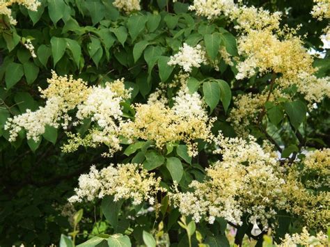 About Japanese Tree Lilac Tips For Growing Japanese Lilac Trees