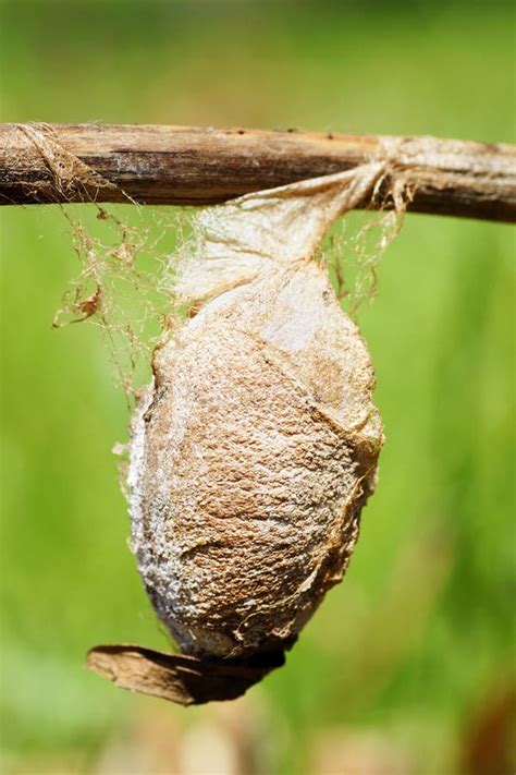 Types Of Moth Cocoons