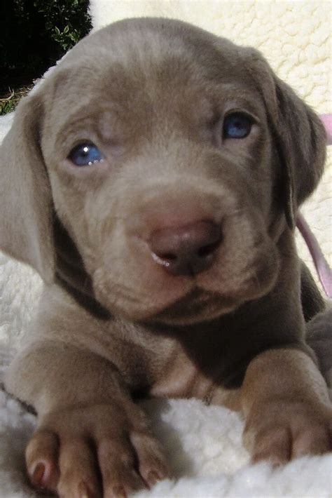 After a couple of weeks from birth, your pup can now tolerate 4 to 5 meals per day. How Much Food and How Often to Feed a Weimaraner Puppy ...