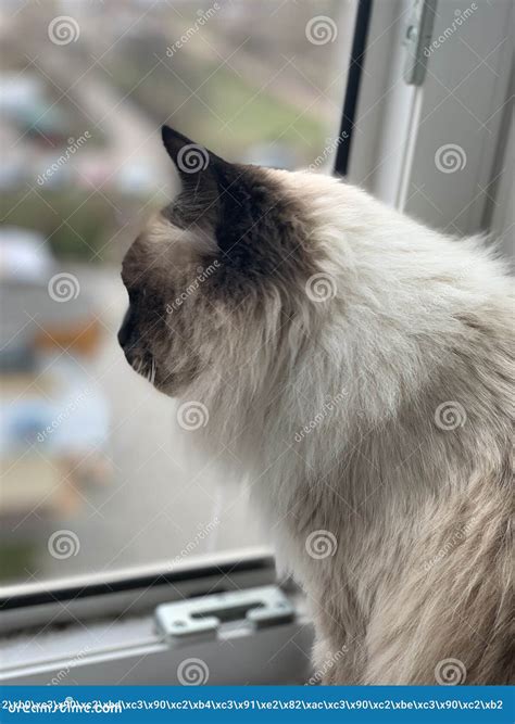 Beautiful Cat Looking Out The Window Stock Image Image Of Beautiful
