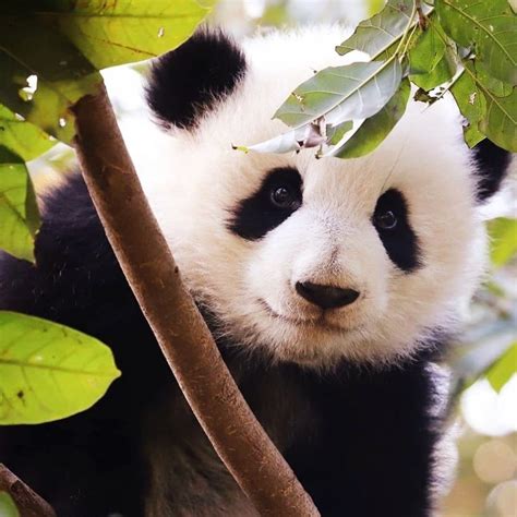 Pin By Dalisnyan697 On Aesthetic Panda Bear Bear Cubs Cute Baby Animals