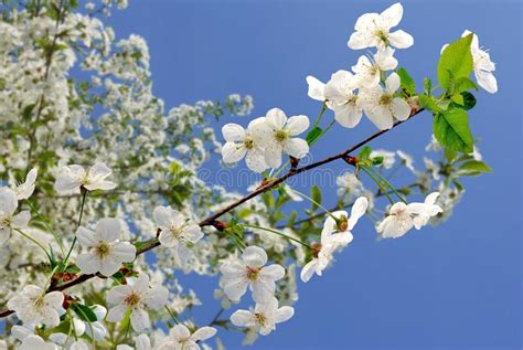 Blossoming Tree In The Spring Garden Stock Image Image Of Decoration