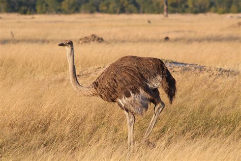 Free Images Nature Prairie Bouquet Ostrich National Park Fauna