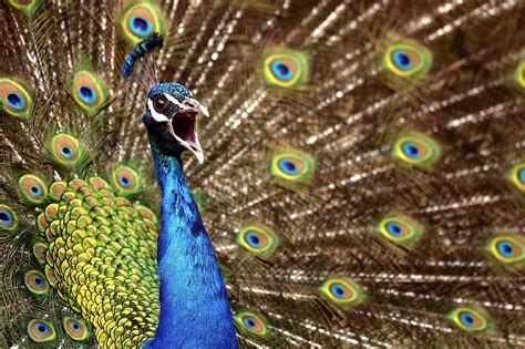 Peacock Pictures | HD Wallpapers Pics