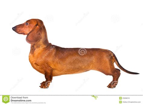 Hitbtc is the current most active market trading it. Dachshund Dog stock photo. Image of canine, brown, doggy ...