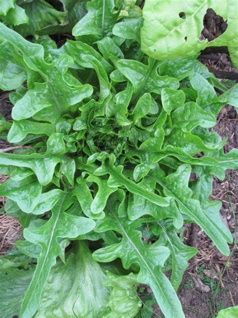 mixed lettuce sacred earth seeds