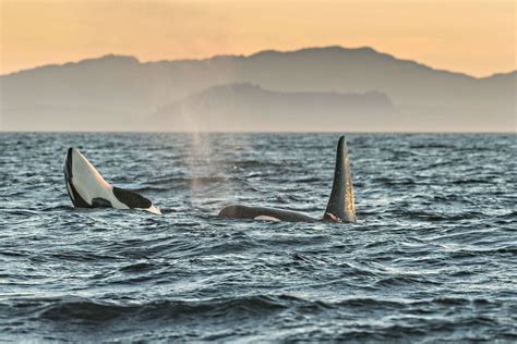 Bcs Southern Resident Orcas Have Been Wandering Far From Home