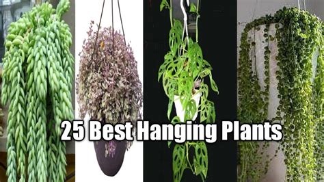 25 Best Hanging Plants Best Indoor Hanging Plants Youtube