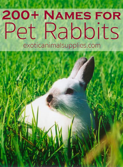200 Bunny Names And Ideas For Pet Rabbit Names Exotic Animal Supplies