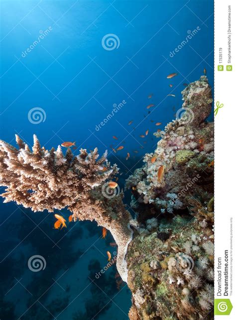 Tropical Marine Life In The Red Sea Royalty Free Stock