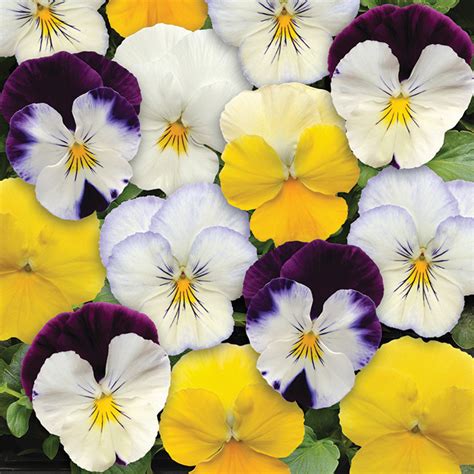 Cool Wave Mix Hybrid Pansy Pansies Horticultural Products And Services