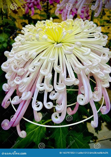 Types Of Chrysanthemum Online Price Save 48 Jlcatjgobmx