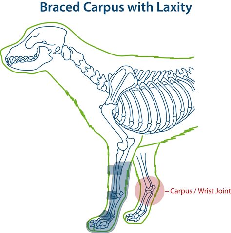 Carpal Laxity Carpal Hyperextension In Dogs Pawopedic™