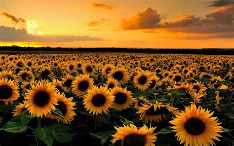 Sunflower Field At Sunset Full Hd Wallpaper And Background Image