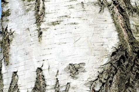 Birch Bark Background Free Stock Photo Public Domain Pictures