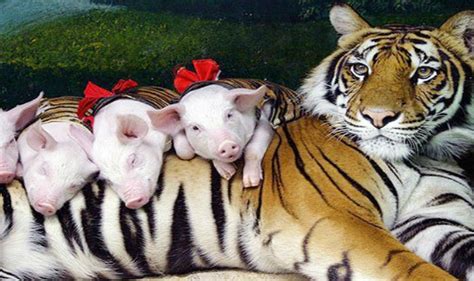These Piglets Thought A Fully Grown Tiger Were Their Mother