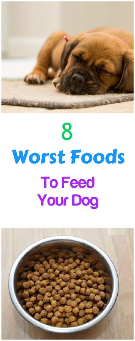 Find out which dog foods america's #1 veterinarian recommends you feed your pup! 8 Worst Foods You Can Feed Your Dog | Petslady.com