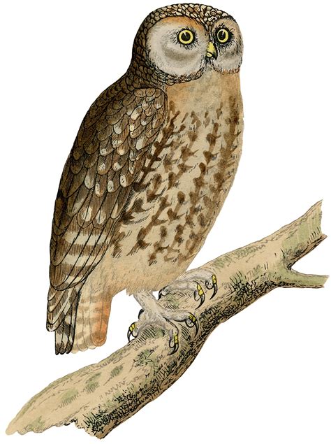 Printable Owl
