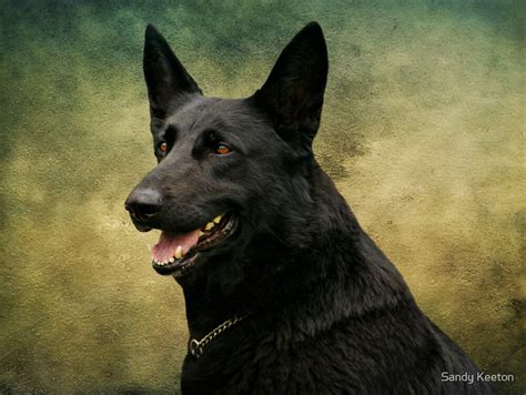 Storm German Shepherd Dog By Sandy Keeton Redbubble