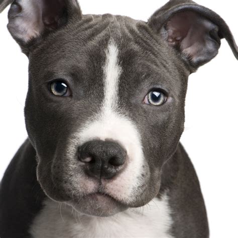 Such Good Dogs Breed Of The Month American Pit Bull Terrier