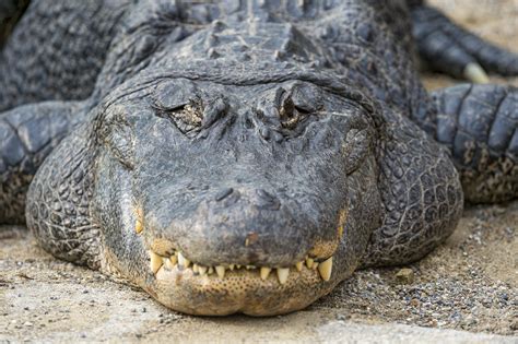 Mississippi Hunters Catch Massive Record Breaking Alligator Your