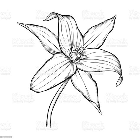 Trillium Flower Ink Vector Illustration Stock Illustration Download