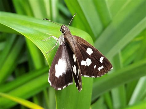 Udaspes Folus Grass Demon Pasir Ris Park Singapore 27 O Flickr