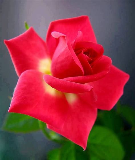 Rosen Beautiful Rose Flowers Amazing Flowers Roses Only Hot Pink