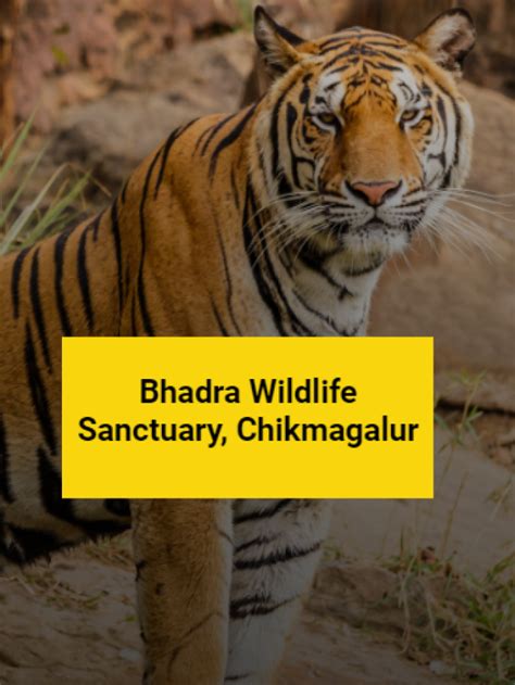 Bhadra Wildlife Sanctuary And Tiger Reserve Explore India With Indian