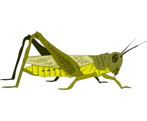 Grasshopper Clipart Invertebrate Grasshopper Invertebrate Transparent