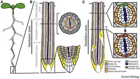 Root System Patterning Auxin Synthesis At The Root Periphery Current