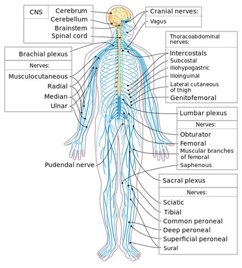 Nervous system diagram to basically show you about the detail of a nervous system in a living organism. Scientists Discover a Hidden Network of 'Mini Brains' That Could be Responsible for Pain