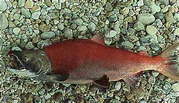Location is headwaters of the ugashik river alaska. Alaska Fishing Lodges-Ugashik Lake Lodge-Alaska