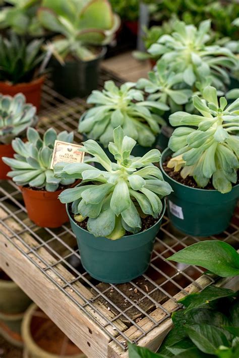 Beyond its unique appearance, this is a great choice for a succulent plant because it propagates easily and is. How To Care For Indoor Succulents | Succulents indoor ...