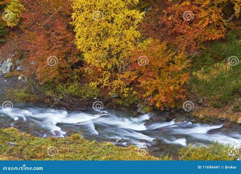 Autumn Brook Stock Image Image Of Fall Beautiful Forest 11696441