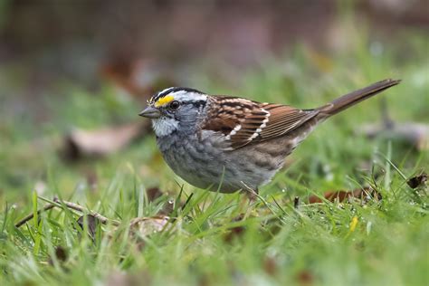 Details White Throated Sparrow Birdguides