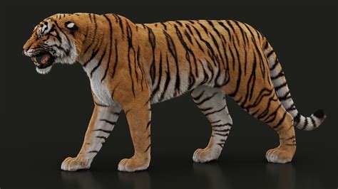 Buy Bengal Tiger Fur Animated 3d Models Online Massimo Righi
