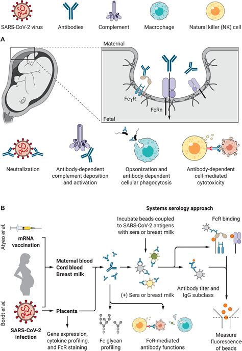 Pregnancy Influences Immune Responses To Sars Cov Science