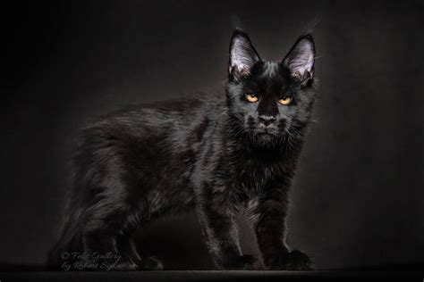 One of the most popular is the blue smoke maine coon. What Are the Most Common Colors of Maine Coon Cat ...